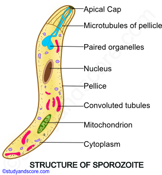 Plasmodium, Structure of plasmodium, General characters of Plasmodium, Plasmodium life cycle, Plasmodium vivax, plasmodium ovale, plasmodium falciparum, Malaria, sporozoite